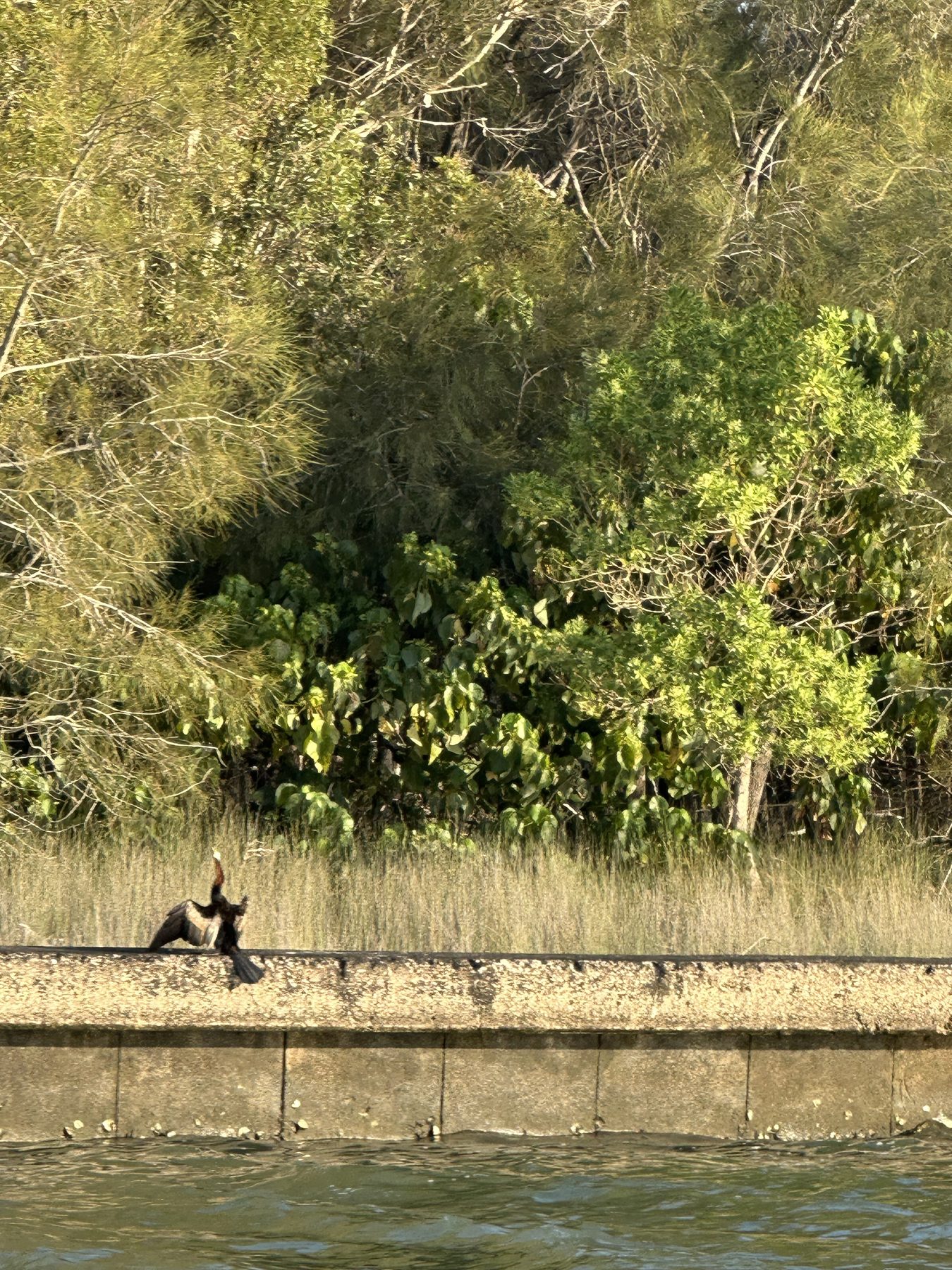 A dark waterbird holding its wings open beside an island waterway