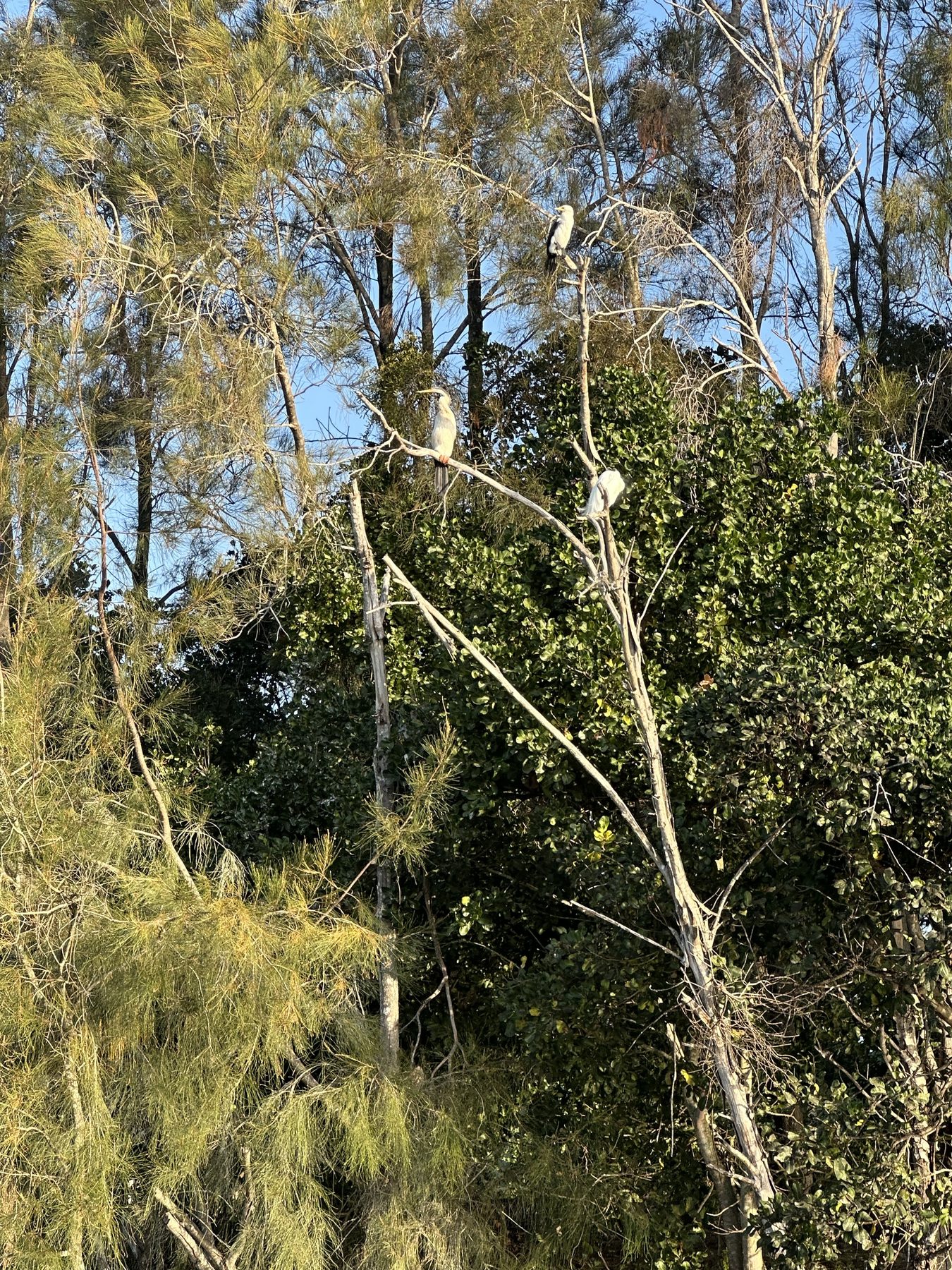 Three birds resting among sunlit coastal trees