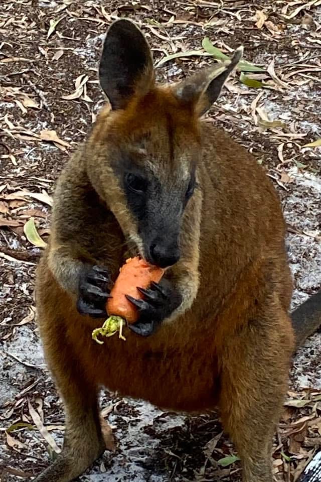 A dark-faced wallaby holding and eating a carrot on South Stradbroke Island